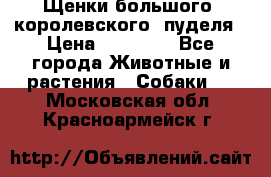 Щенки большого (королевского) пуделя › Цена ­ 25 000 - Все города Животные и растения » Собаки   . Московская обл.,Красноармейск г.